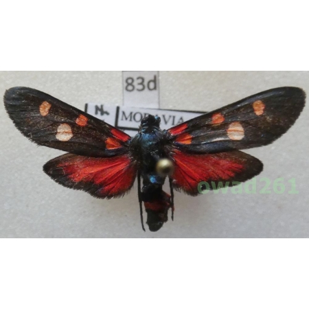 Zygaena lonicerae (Scheven, 1777) Czech83d
